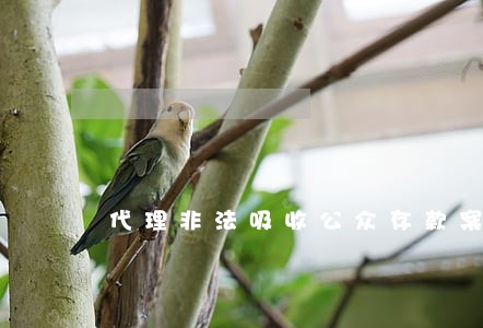 代理非法吸收公众存款案律师团队