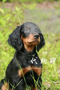 代购印度吉三代是否违法 代购印度吉三代是否违法
