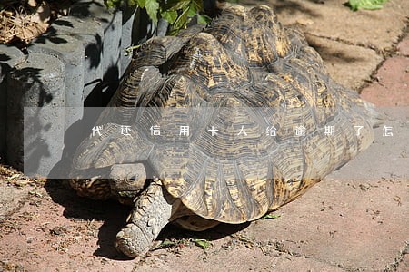 代还信用卡人给逾期了怎么办