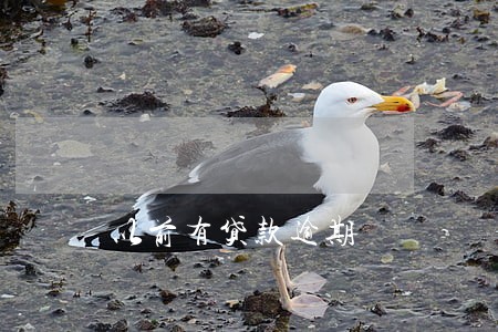 以前有贷款逾期 以前有贷款逾期
