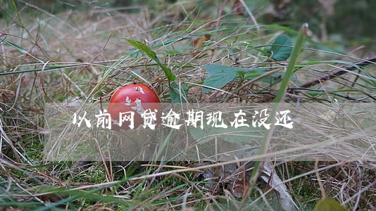 以前网贷逾期现在没还 以前网贷逾期现在没还