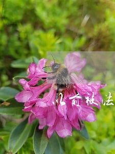 以前被法院执行过花呗怎么还 以前被法院执行过花呗怎么还