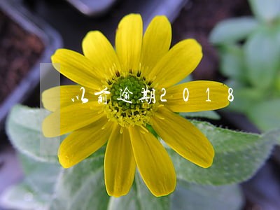 以前逾期2018 以前逾期2018