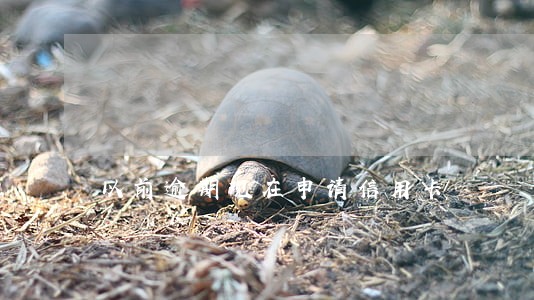 以前逾期现在申请信用卡 以前逾期现在申请信用卡