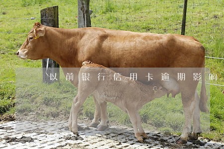 以前银行信用卡逾期影响征信吗 以前银行信用卡逾期影响征信吗