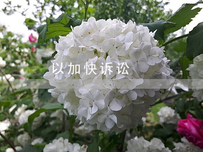 以加快诉讼 以加快诉讼