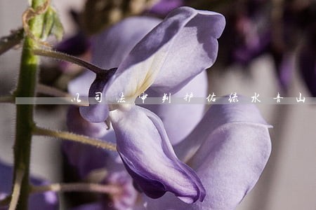 以司法审判护佑绿水青山 以司法审判护佑绿水青山