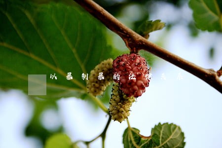 以暴制暴的法律关系 以暴制暴的法律关系