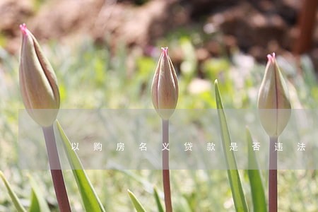 以购房名义贷款是否违法