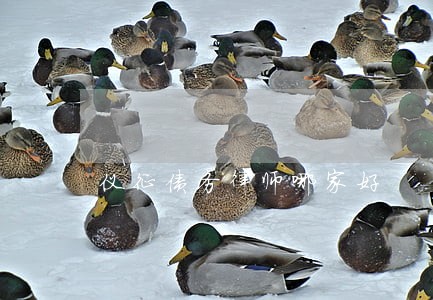 仪征债务律师哪家好 仪征债务律师哪家好