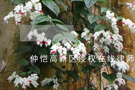 仲恺高新区侵权在线律师 仲恺高新区侵权在线律师