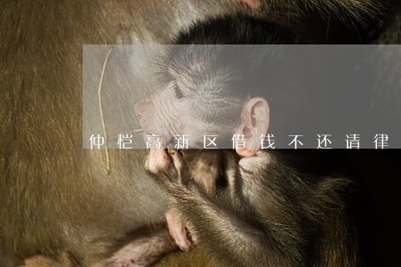 仲恺高新区借钱不还请律师推荐 仲恺高新区借钱不还请律师推荐