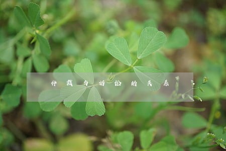 仲裁与诉讼的关系 仲裁与诉讼的关系