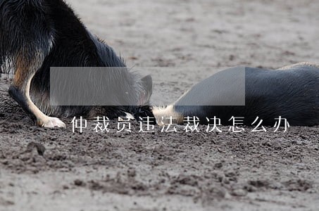 仲裁员违法裁决怎么办 仲裁员违法裁决怎么办