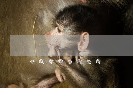 仲裁律师咨询热线