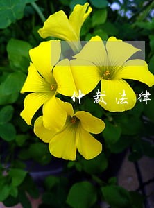 仲裁法律援助最新消息 仲裁法律援助最新消息