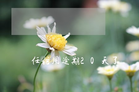 任信用逾期20天了