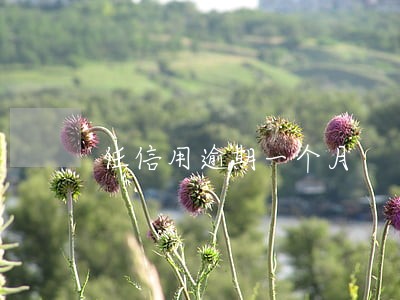 任信用逾期一个月 任信用逾期一个月