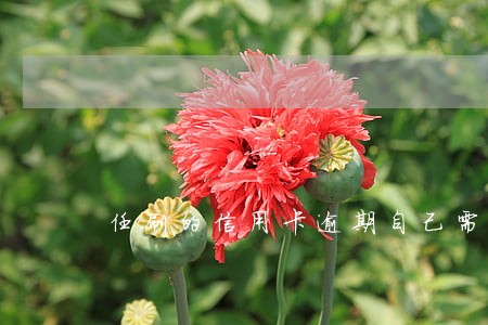 任刷的信用卡逾期自己需要还吗 任刷的信用卡逾期自己需要还吗