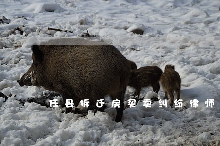 任县拆迁房买卖纠纷律师 任县拆迁房买卖纠纷律师