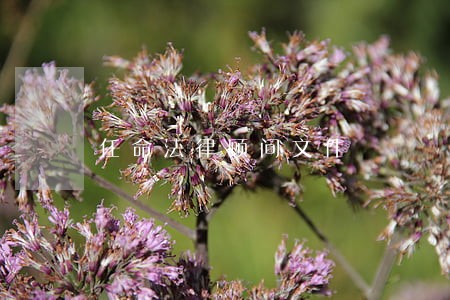 任命法律顾问文件