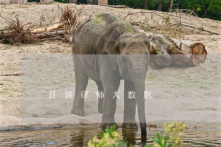 任城律师大数据