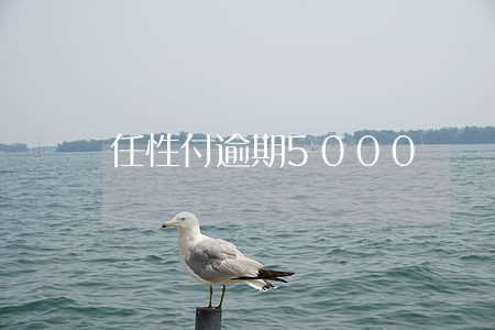 任性付逾期5000 任性付逾期5000
