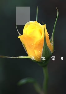 任性贷5万额度逾期 任性贷5万额度逾期