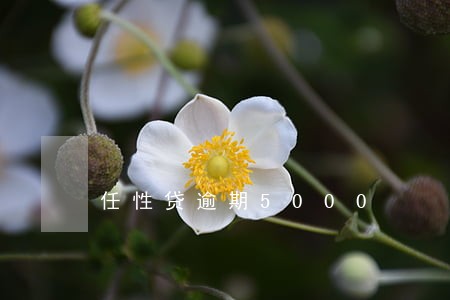任性贷逾期5000 任性贷逾期5000