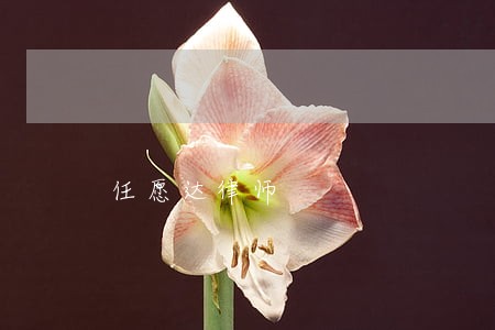 任愿达律师