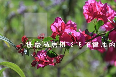 任豪马嘉祺飞飞孑律师函照片
