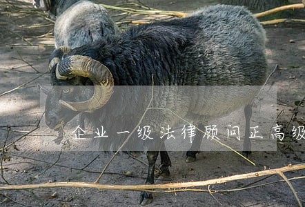 企业一级法律顾问正高级 企业一级法律顾问正高级