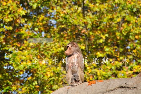 企业个税申报逾期1天 企业个税申报逾期1天