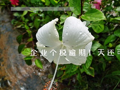 企业个税逾期1天还可以交吗 企业个税逾期1天还可以交吗