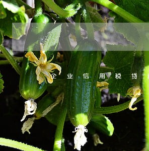 企业信用税贷逾期 企业信用税贷逾期