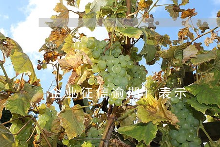 企业征信逾期1表示 企业征信逾期1表示