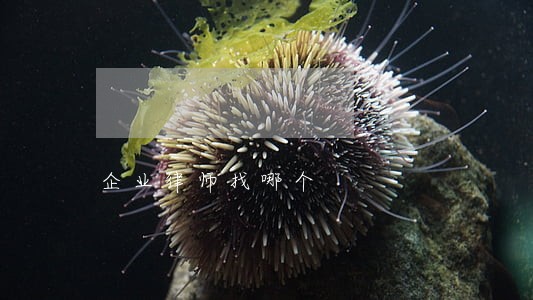 企业律师找哪个 企业律师找哪个