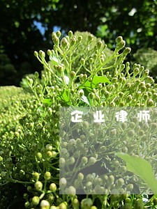 企业律师选的专业