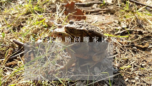 企业律师顾问哪家比较好 企业律师顾问哪家比较好