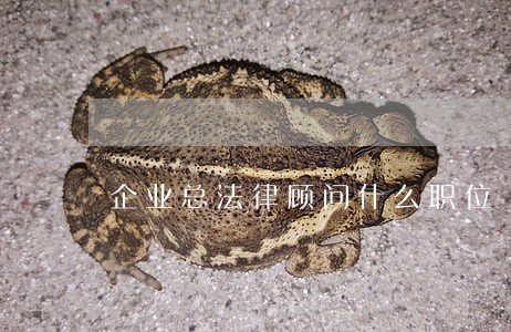企业总法律顾问什么职位 企业总法律顾问什么职位