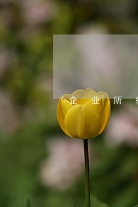 企业所得税季报逾期10天未报 企业所得税季报逾期10天未报
