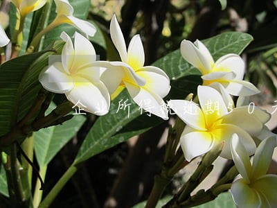 企业所得税逾期50天 企业所得税逾期50天