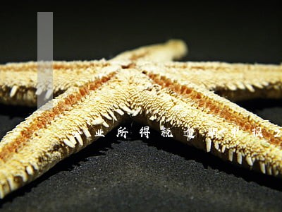企业所得税逾期申报2019