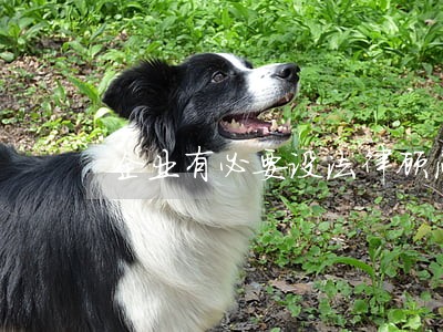 企业有必要设法律顾问吗