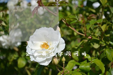 企业有法律顾问吗 企业有法律顾问吗