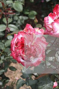 企业法律顾问产品等级 企业法律顾问产品等级