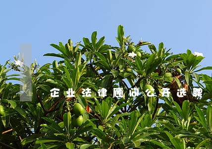 企业法律顾问公开选聘