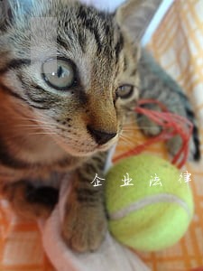 企业法律顾问咨询哪家强 企业法律顾问咨询哪家强