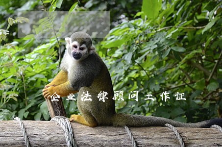 企业法律顾问工作证 企业法律顾问工作证