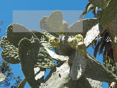 企业法律顾问有什么特征 企业法律顾问有什么特征